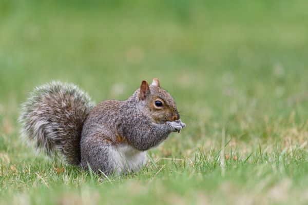 Featured article about bird feeding